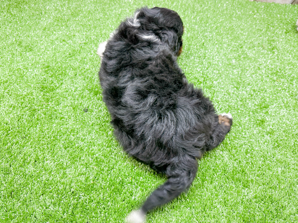 Best Mini Bernedoodle Baby