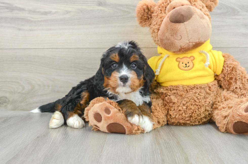 6 week old Mini Bernedoodle Puppy For Sale - Premier Pups