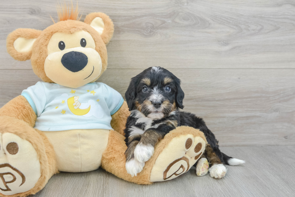 Smart Mini Bernedoodle Poodle Mix Pup