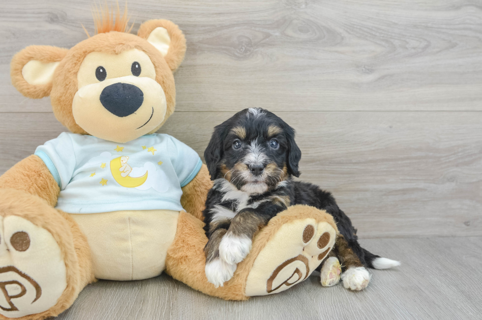 6 week old Mini Bernedoodle Puppy For Sale - Premier Pups