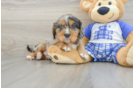 Happy Mini Bernedoodle Baby