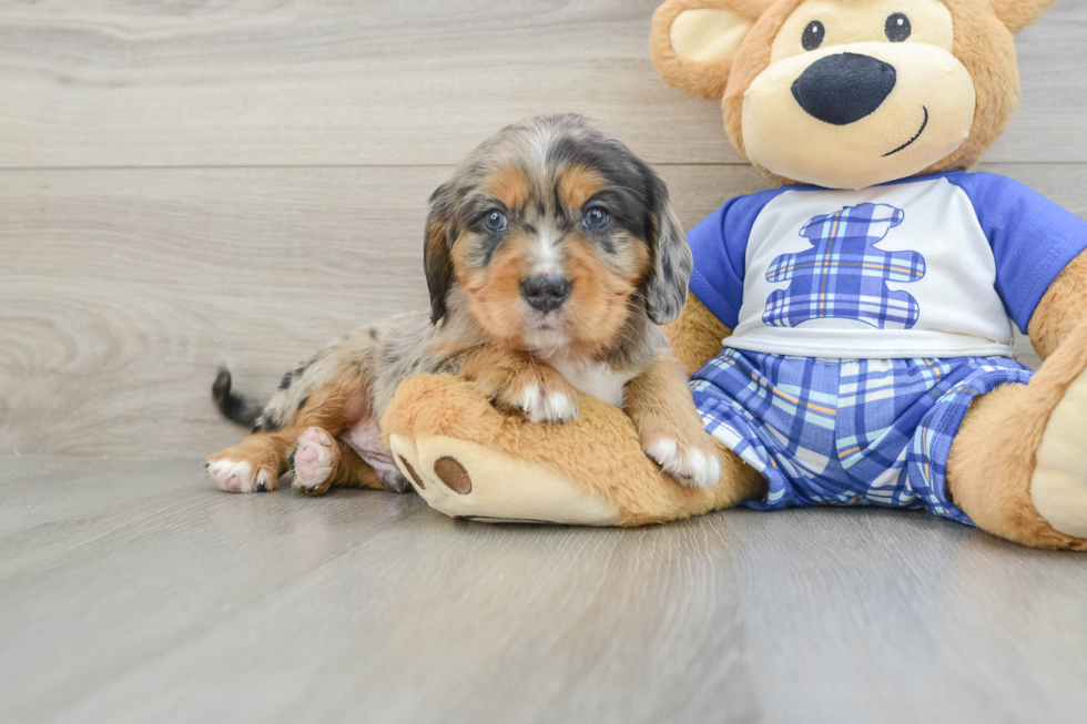 Happy Mini Bernedoodle Baby
