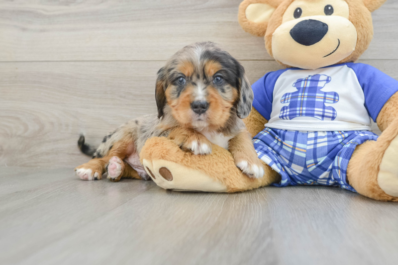 Meet Thanos - our Mini Bernedoodle Puppy Photo 1/3 - Premier Pups