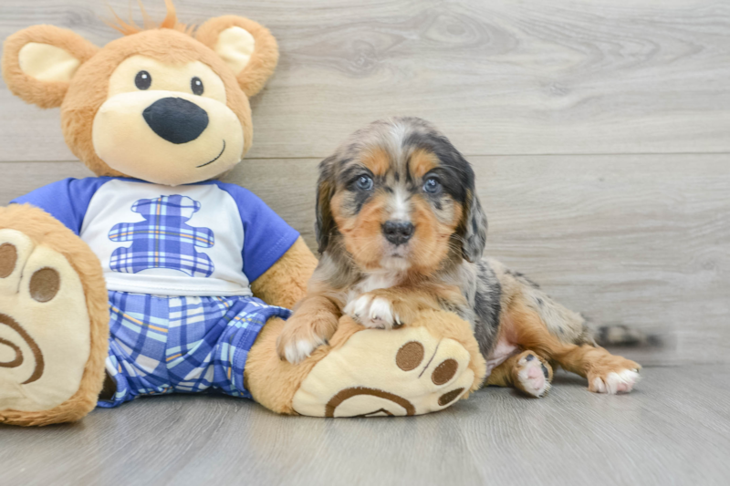Meet Thanos - our Mini Bernedoodle Puppy Photo 3/3 - Premier Pups