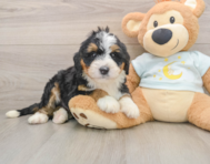 7 week old Mini Bernedoodle Puppy For Sale - Premier Pups