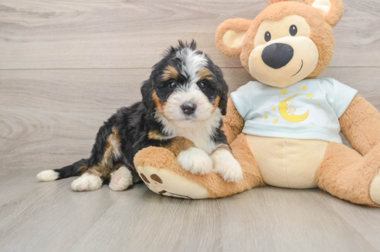 Small Mini Bernedoodle Baby