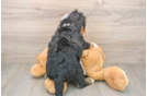 Best Mini Bernedoodle Baby