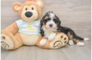 Smart Mini Bernedoodle Poodle Mix Pup