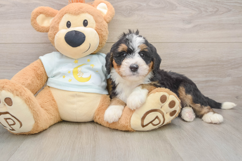 Smart Mini Bernedoodle Poodle Mix Pup
