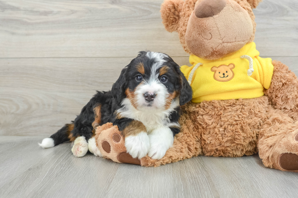 6 week old Mini Bernedoodle Puppy For Sale - Premier Pups