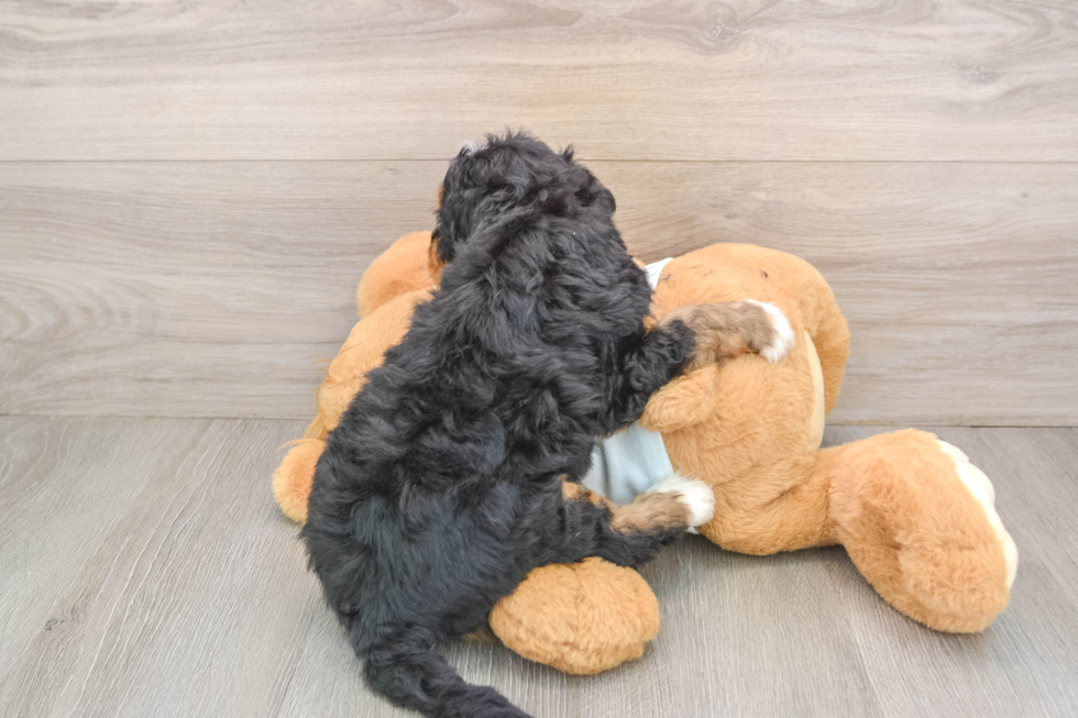 Best Mini Bernedoodle Baby