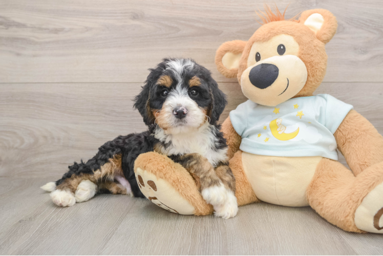 Sweet Mini Bernedoodle Baby