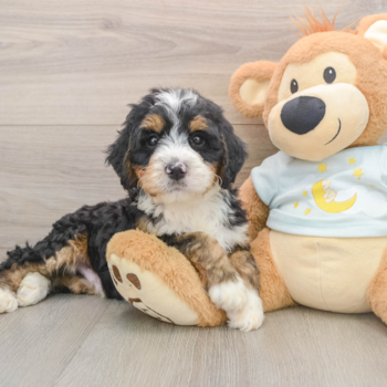 Sweet Mini Bernedoodle Baby