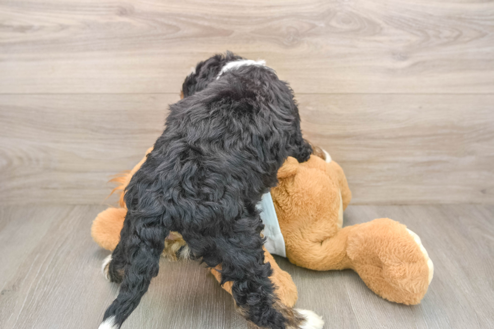 Hypoallergenic Mini Bernese Poodle Poodle Mix Puppy