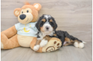 Sweet Mini Bernedoodle Baby