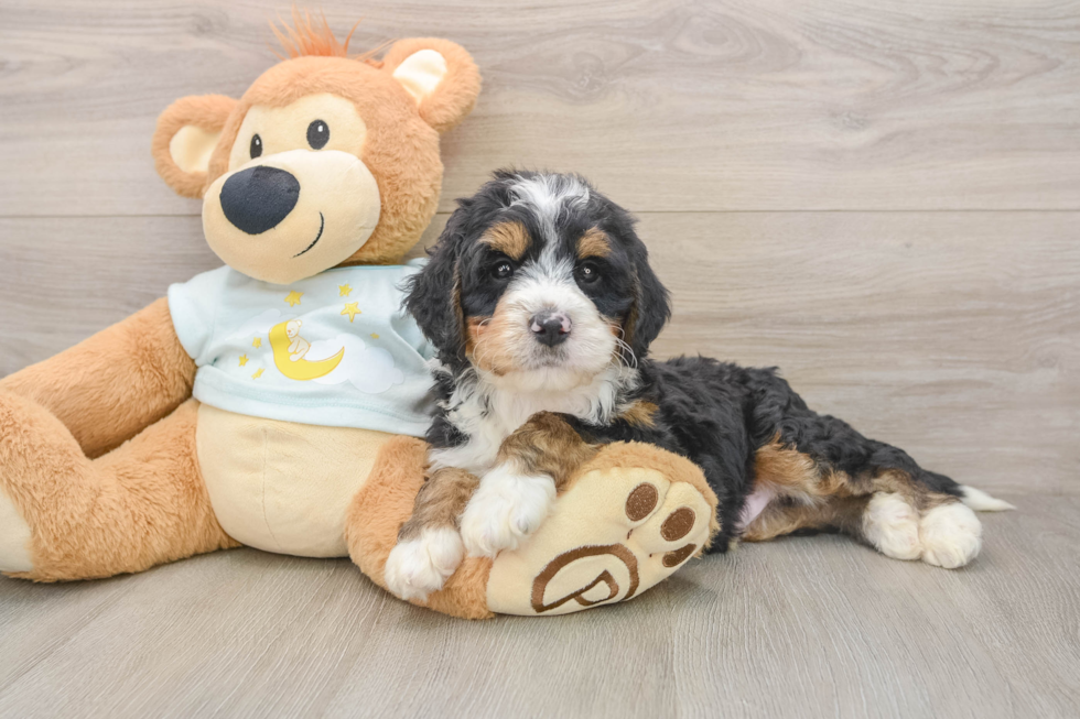 Sweet Mini Bernedoodle Baby
