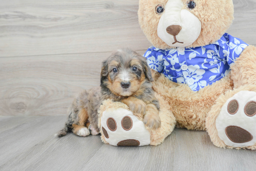 Mini Bernedoodle Puppy for Adoption