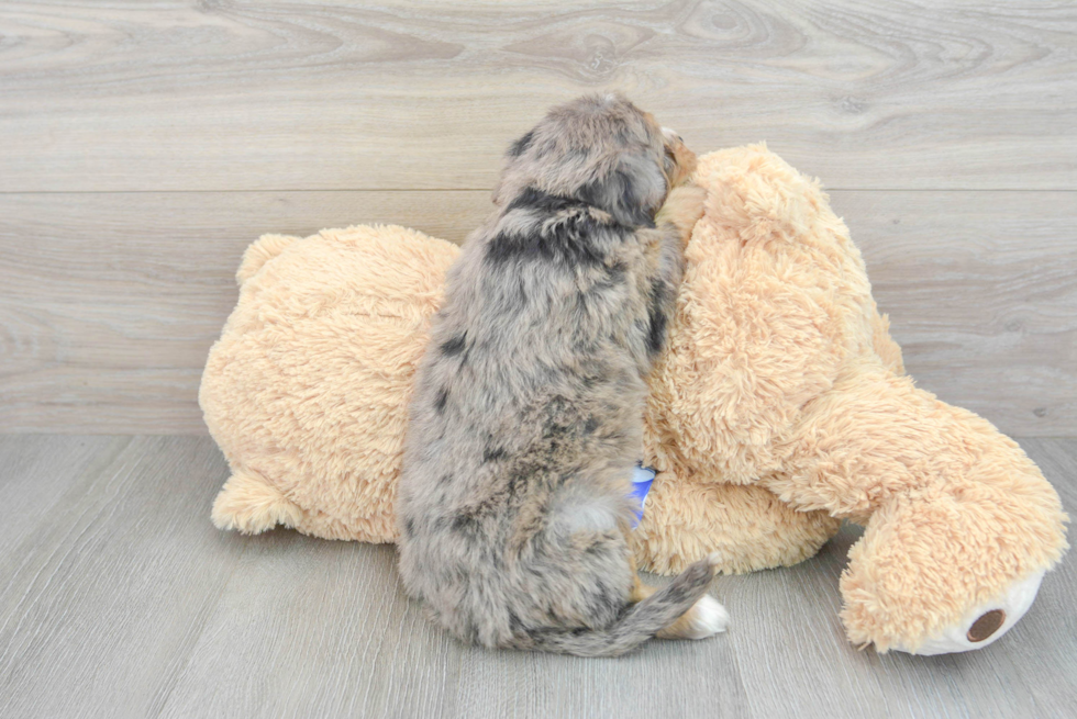 Mini Bernedoodle Puppy for Adoption