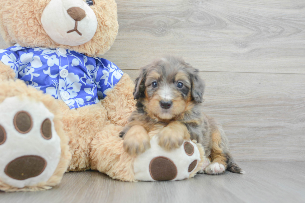 Energetic Mini Berniedoodle Poodle Mix Puppy