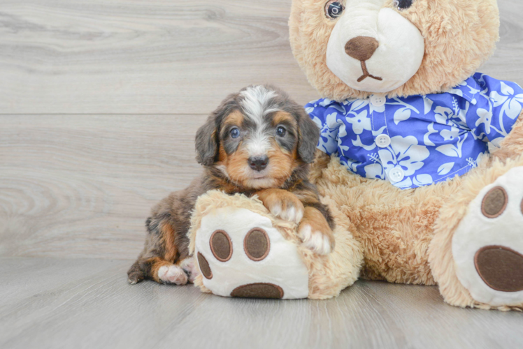 Mini Bernedoodle Pup Being Cute