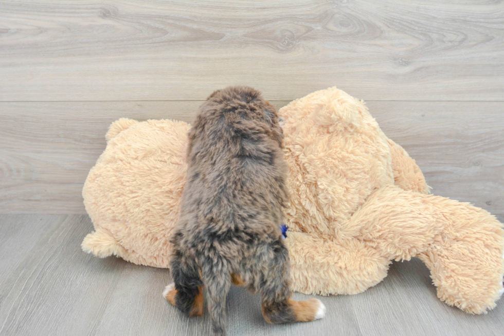 Best Mini Bernedoodle Baby