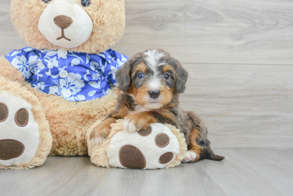 Mini Bernedoodle Pup Being Cute