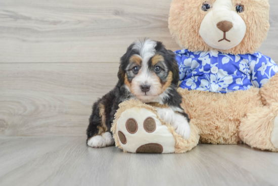 Mini Bernedoodle Puppy for Adoption