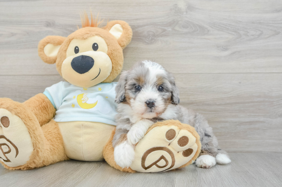 6 week old Mini Bernedoodle Puppy For Sale - Premier Pups