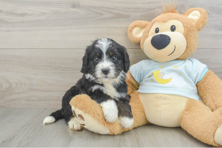 Hypoallergenic Mini Bernesedoodle Poodle Mix Puppy
