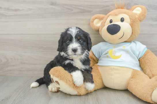 Hypoallergenic Mini Bernesedoodle Poodle Mix Puppy