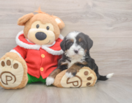 6 week old Mini Bernedoodle Puppy For Sale - Premier Pups