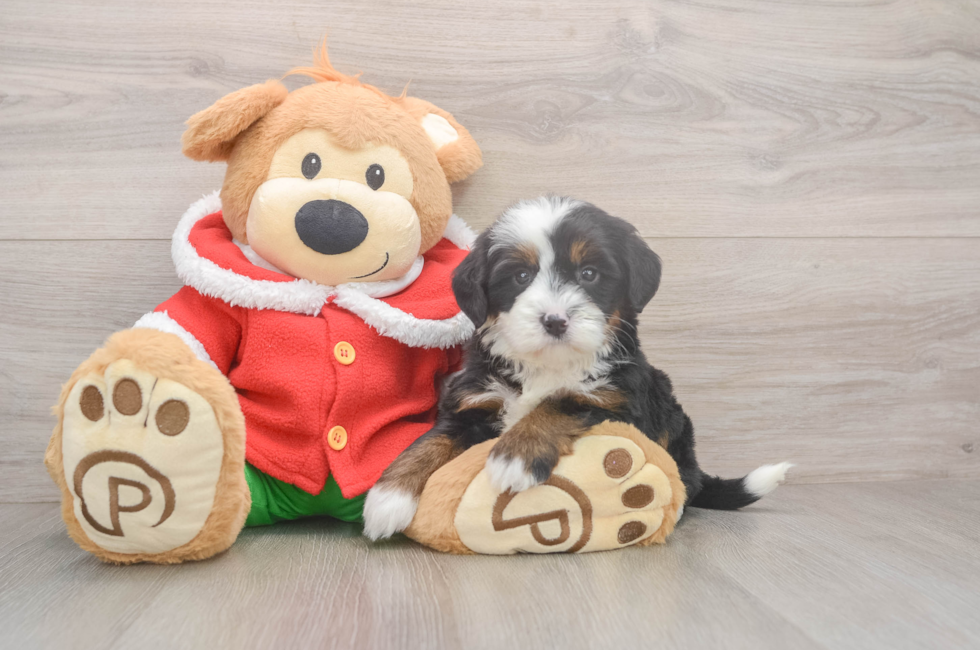 6 week old Mini Bernedoodle Puppy For Sale - Premier Pups