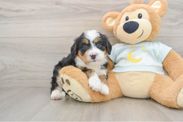 Smart Mini Bernedoodle Poodle Mix Pup