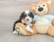 5 week old Mini Bernedoodle Puppy For Sale - Premier Pups