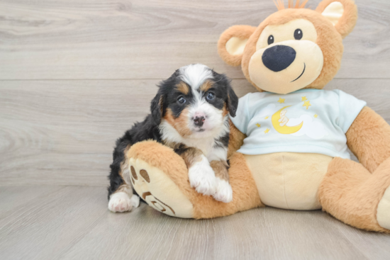 Smart Mini Bernedoodle Poodle Mix Pup