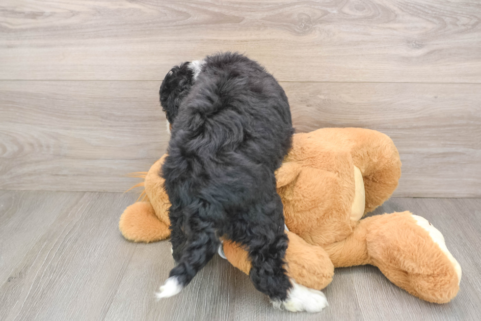 Best Mini Bernedoodle Baby