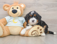 6 week old Mini Bernedoodle Puppy For Sale - Premier Pups