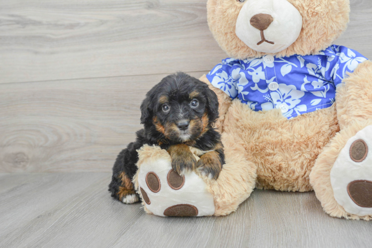 Sweet Mini Bernedoodle Baby