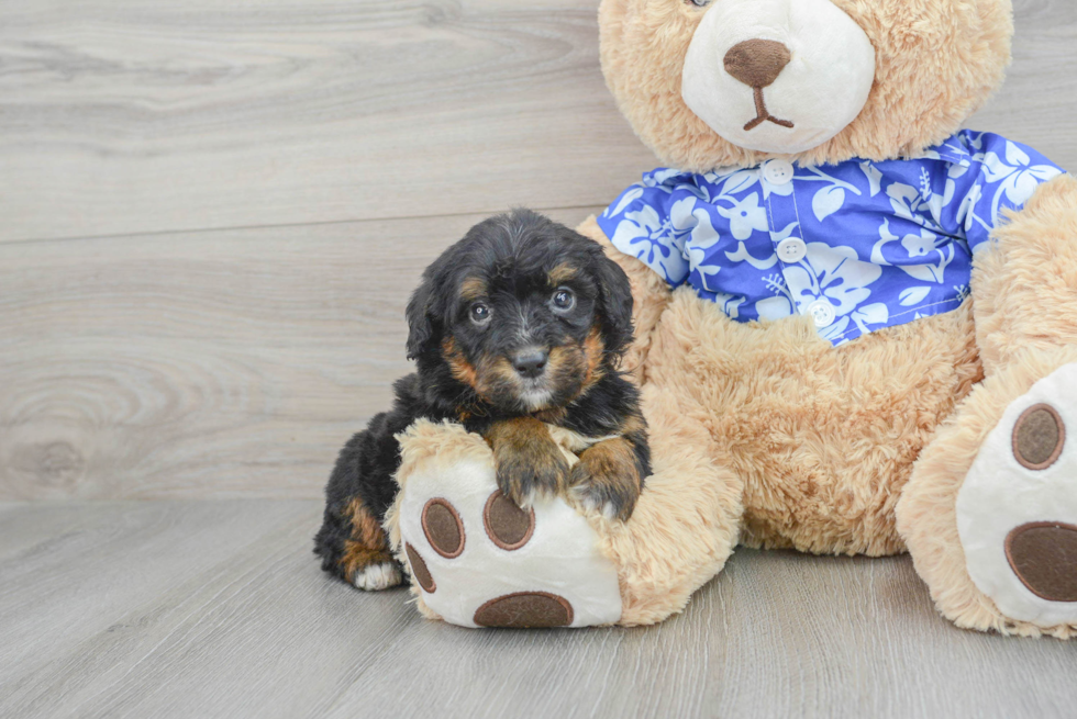 Sweet Mini Bernedoodle Baby