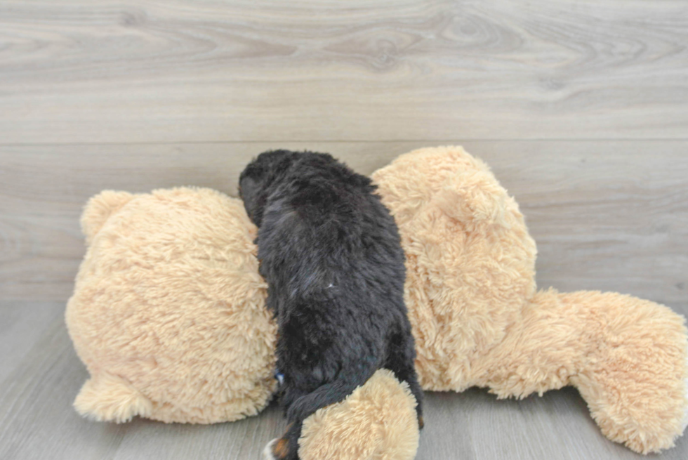 Mini Bernedoodle Pup Being Cute