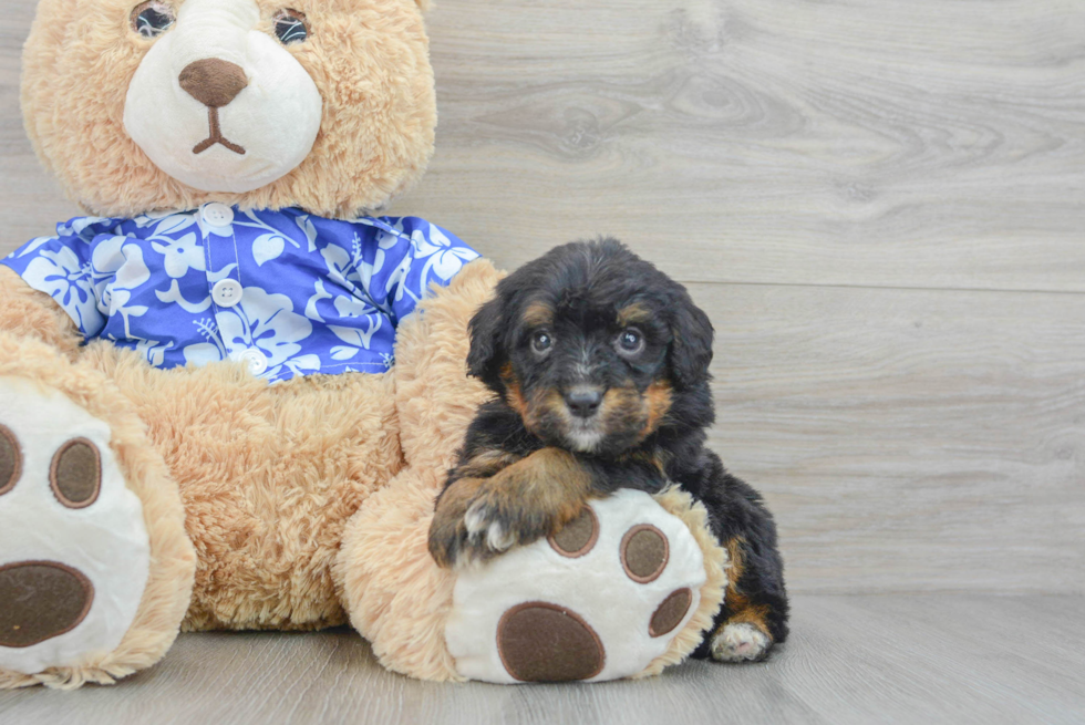 Mini Bernedoodle Pup Being Cute