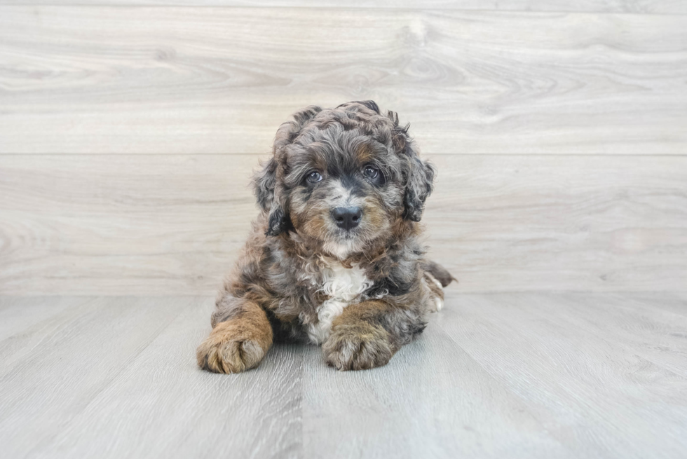 Popular Mini Bernedoodle Poodle Mix Pup