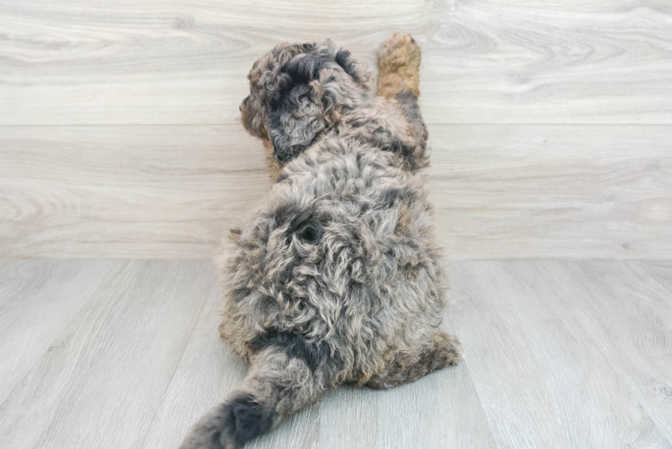 Best Mini Bernedoodle Baby