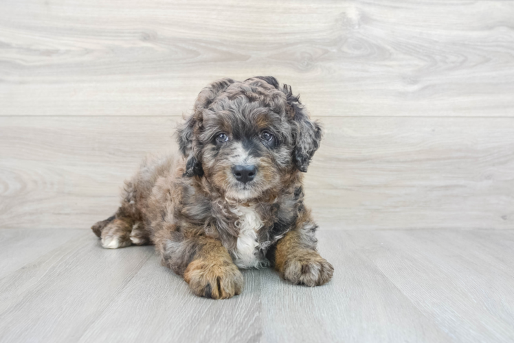 Mini Bernedoodle Pup Being Cute
