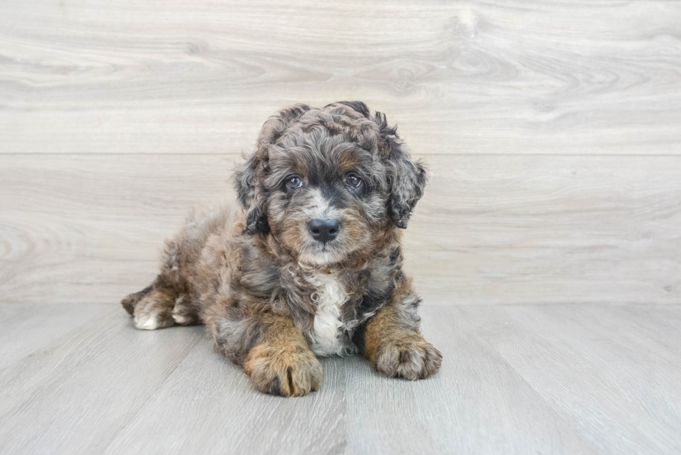 Mini Bernedoodle Pup Being Cute