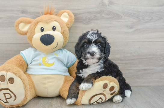 Mini Bernedoodle Pup Being Cute