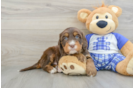Mini Bernedoodle Puppy for Adoption