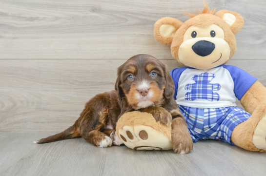 Mini Bernedoodle Puppy for Adoption