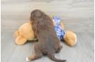 Mini Bernedoodle Pup Being Cute