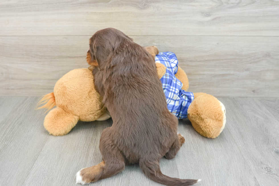 Mini Bernedoodle Pup Being Cute